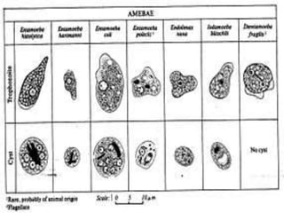Amebas 
