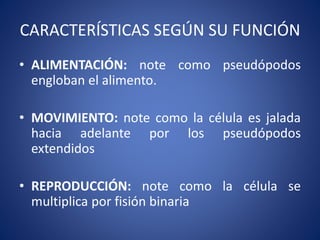 CARACTERÍSTICAS SEGÚN SU FUNCIÓN
• ALIMENTACIÓN: note como pseudópodos
engloban el alimento.
• MOVIMIENTO: note como la célula es jalada
hacia adelante por los pseudópodos
extendidos
• REPRODUCCIÓN: note como la célula se
multiplica por fisión binaria
 