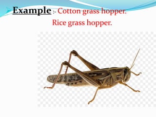 Order Orthoptera