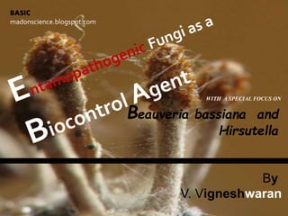 By
V. Vigneshwaran
BASIC
madonscience.blogspot.com
WITH A SPECIAL FOCUS ON
Beauveria bassiana and
Hirsutella
 