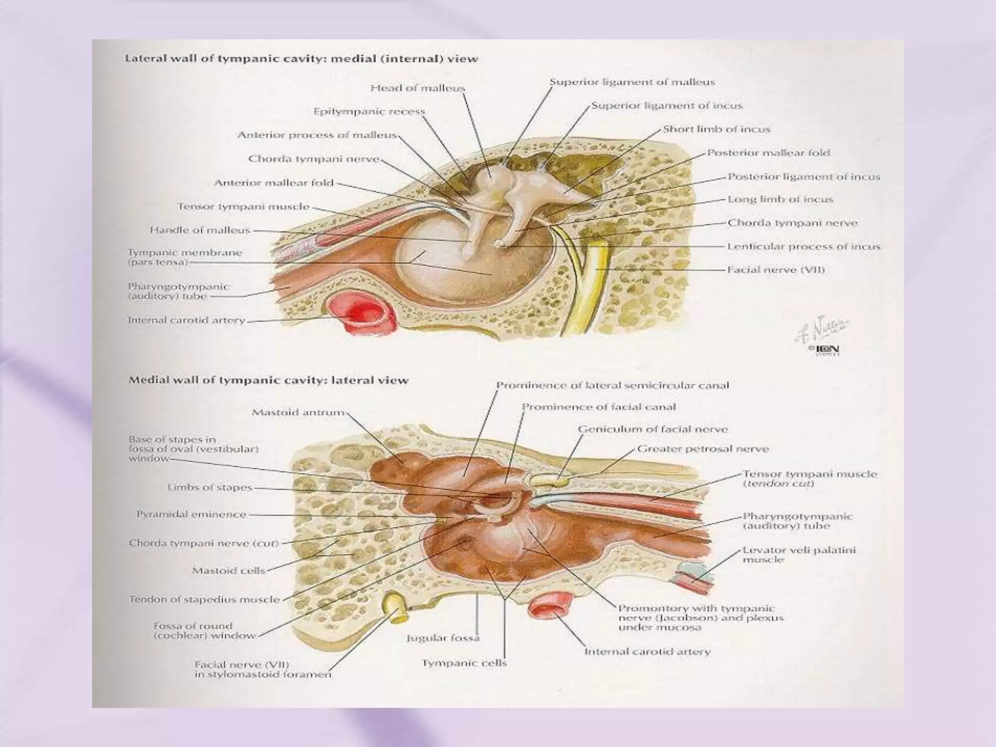 ENT anatomy. Bak | PPT | Ear, Nose and Throat Conditions | Diseases and ...