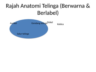 ENT_Diploma_Kesihatan_PPT_Lengkap_Rajah_Realistik.pptx