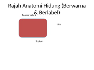 ENT_Diploma_Kesihatan_PPT_Lengkap_Rajah_Realistik.pptx
