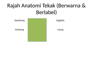 ENT_Diploma_Kesihatan_PPT_Lengkap_Rajah_Realistik.pptx