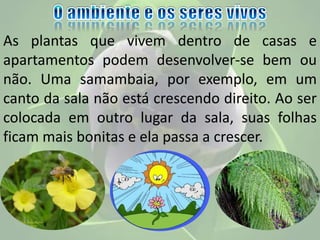 As plantas que vivem dentro de casas e
apartamentos podem desenvolver-se bem ou
não. Uma samambaia, por exemplo, em um
canto da sala não está crescendo direito. Ao ser
colocada em outro lugar da sala, suas folhas
ficam mais bonitas e ela passa a crescer.
 