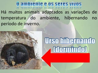 Há muitos animais adaptados as variações de
temperatura do ambiente, hibernando no
período de inverno.
 