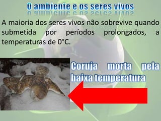 A maioria dos seres vivos não sobrevive quando
submetida por períodos prolongados, a
temperaturas de 0°C.
 