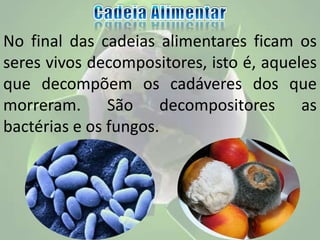 No final das cadeias alimentares ficam os
seres vivos decompositores, isto é, aqueles
que decompõem os cadáveres dos que
morreram. São decompositores as
bactérias e os fungos.
 