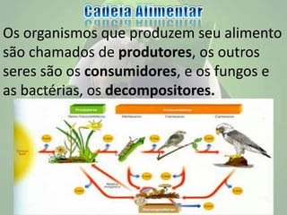 Os organismos que produzem seu alimento
são chamados de produtores, os outros
seres são os consumidores, e os fungos e
as bactérias, os decompositores.
 