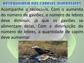 Acompanhe o raciocínio. Com o aumento
do número de gaviões, o número de lebres
deve diminuir, já que os gaviões se
alimentam delas. Com a diminuição do
número de lebres, a quantidade de capim
deve aumentar.
 