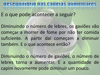 E o que pode acontecer a seguir?
Diminuindo o número de lebres, os gaviões vão
começar a morrer de fome por não ter comida
suficiente. A partir daí começam a diminuir
também. E o que acontece então?
Diminuindo o número de gaviões, o número de
lebres torna a aumentar. E a quantidade de
capim novamente pode diminuir um pouco.
 