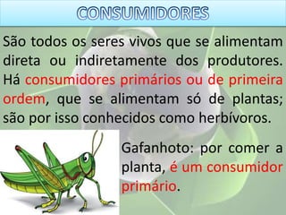 São todos os seres vivos que se alimentam
direta ou indiretamente dos produtores.
Há consumidores primários ou de primeira
ordem, que se alimentam só de plantas;
são por isso conhecidos como herbívoros.
Gafanhoto: por comer a
planta, é um consumidor
primário.
 