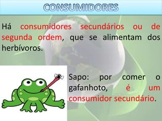 Há consumidores secundários ou de
segunda ordem, que se alimentam dos
herbívoros.
Sapo: por comer o
gafanhoto, é um
consumidor secundário.
 