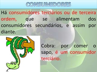Há consumidores terciários ou de terceira
ordem, que se alimentam dos
consumidores secundários, e assim por
diante.
Cobra: por comer o
sapo, é um consumidor
terciário.
 