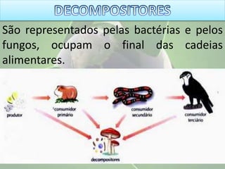 São representados pelas bactérias e pelos
fungos, ocupam o final das cadeias
alimentares.
 