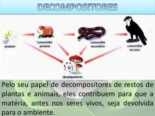 Pelo seu papel de decompositores de restos de
plantas e animais, eles contribuem para que a
matéria, antes nos seres vivos, seja devolvida
para o ambiente.
 