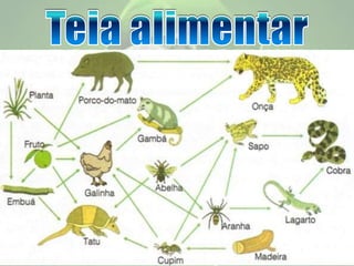 Entendendo a Ecologia