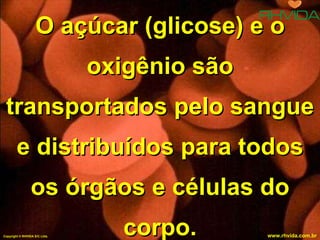 O açúcar (glicose) e o oxigênio são transportados pelo sangue e distribuídos para todos os órgãos e células do corpo. Copyright  © RHVIDA S/C Ltda. www.rhvida.com.br 