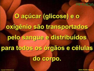 O açúcar (glicose) e o oxigênio são transportados pelo sangue e distribuídos para todos os órgãos e células do corpo. Copyright  © RHVIDA S/C Ltda. www.rhvida.com.br 