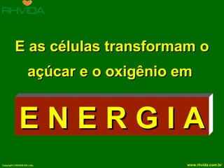 E as células transformam o açúcar e o oxigênio em  E N E R G I A 