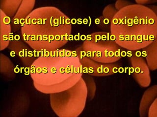 O açúcar (glicose) e o oxigênio são transportados pelo sangue e distribuídos para todos os órgãos e células do corpo. 