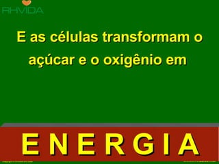 E as células transformam o açúcar e o oxigênio em  E N E R G I A 