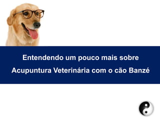 Entendendo um pouco mais sobre
Acupuntura Veterinária com o cão Banzé
 