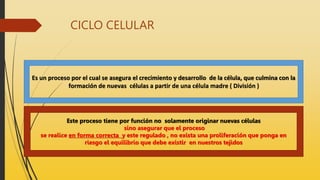 CICLO CELULAR
Es un proceso por el cual se asegura el crecimiento y desarrollo de la célula, que culmina con la
formación de nuevas células a partir de una célula madre ( División )
Este proceso tiene por función no solamente originar nuevas células
sino asegurar que el proceso
se realice en forma correcta y este regulado , no exista una proliferación que ponga en
riesgo el equilibrio que debe existir en nuestros tejidos
 
