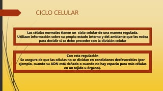 CICLO CELULAR
Las células normales tienen un ciclo celular de una manera regulada.
Utilizan información sobre su propio estado interno y del ambiente que les rodea
para decidir si se debe proceder con la división celular
Con esta regulación
Se asegura de que las células no se dividan en condiciones desfavorables (por
ejemplo, cuando su ADN está dañado o cuando no hay espacio para más células
en un tejido u órgano).
 