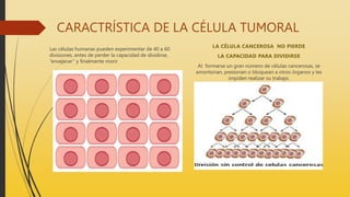 CARACTRÍSTICA DE LA CÉLULA TUMORAL
Las células humanas pueden experimentar de 40 a 60
divisiones, antes de perder la capacidad de dividirse,
“envejecer” y finalmente morir
LA CÉLULA CANCEROSA NO PIERDE
LA CAPACIDAD PARA DIVIDIRSE
Al formarse un gran número de células cancerosas, se
amontonan, presionan o bloquean a otros órganos y les
impiden realizar su trabajo.
 
