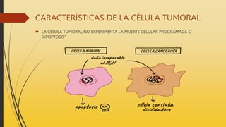 CARACTERÍSTICAS DE LA CÉLULA TUMORAL
 LA CÉLULA TUMORAL NO EXPERIMENTA LA MUERTE CELULAR PROGRAMADA O
“APOPTOSIS”
 