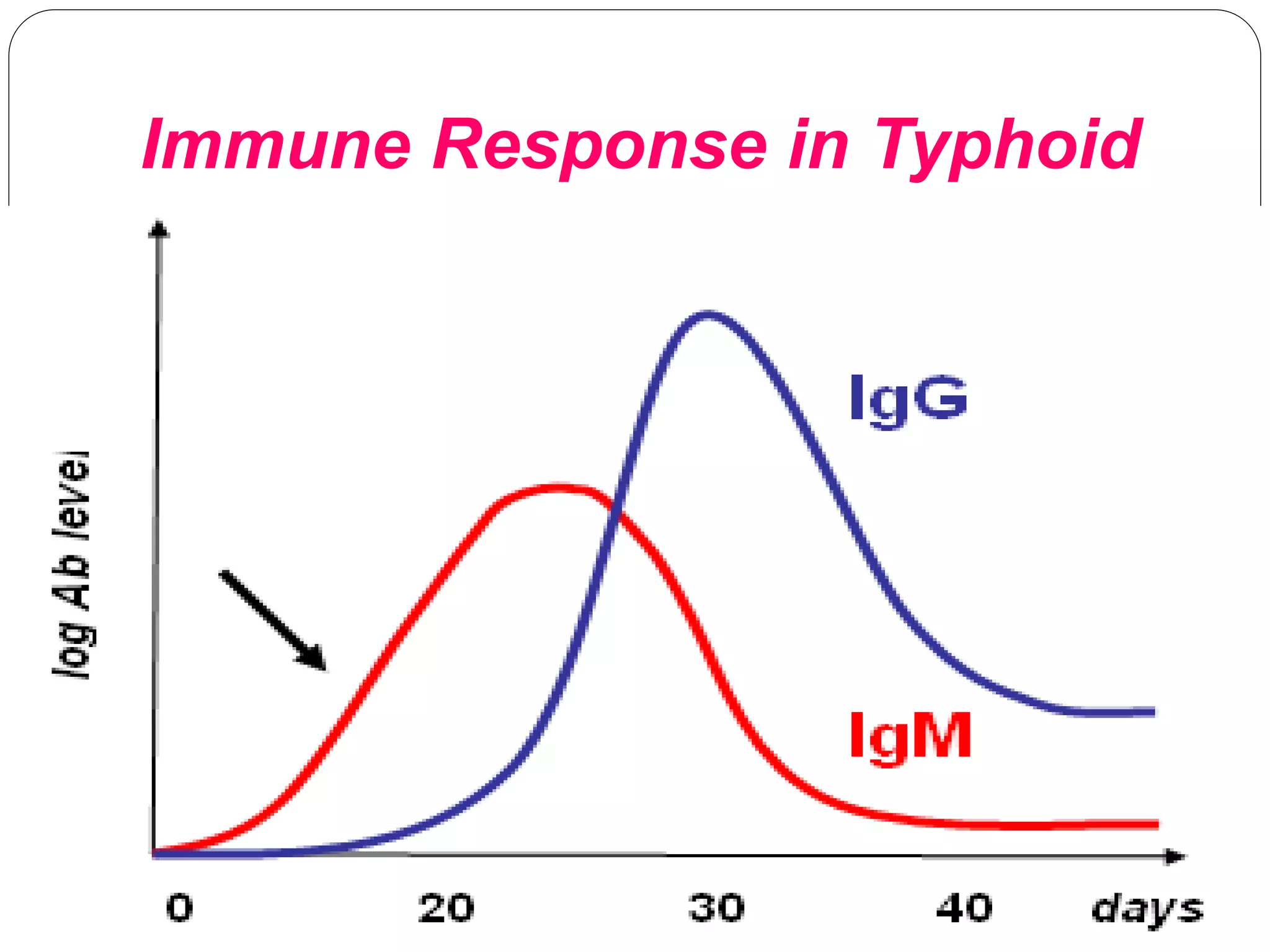 Immune Response in Typhoid
 