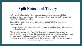 Split Notochord Theory
• In 3rd
week of gestation the notochord appears growing cephalad,
starting in close association with the endoderm, and normally separates
from the endodermal cells.
• During this separation, a gap sometimes appears in the notochord
through which
a diverticulum from the foregut (endoderm) can herniate by incomplete
detachment.
• These endodermal cells from the developing foregut then attach to
ectoderm to form a cyst, or, if they remain attached to the notochord, may
act as a barrier to later anterior fusion of the vertebral mesoderm,
resulting in anterior spina bifida of the type seen with neuroenteric cysts.
 