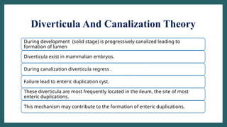 Diverticula And Canalization Theory
During development (solid stage) is progressively canalized leading to
formation of lumen
Diverticula exist in mammalian embryos.
During canalization diverticula regress .
Failure lead to enteric duplication cyst.
These diverticula are most frequently located in the ileum, the site of most
enteric duplications.
This mechanism may contribute to the formation of enteric duplications.
 