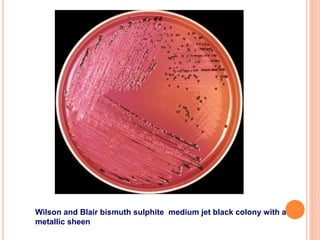 Wilson and Blair bismuth sulphite medium jet black colony with a
metallic sheen
 