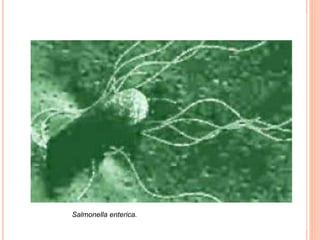 Salmonella enterica.
 
