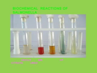 BIOCHEMICAL REACTIONS OF
SALMONELLA
INDOLE MR VP
CITRATE UREA
 