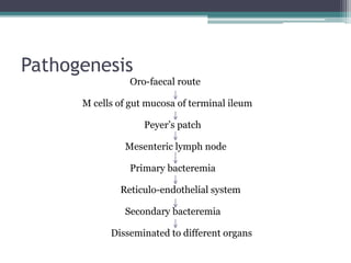 Pathogenesis
Oro-faecal route
M cells of gut mucosa of terminal ileum
Peyer’s patch
Mesenteric lymph node
Primary bacteremia
Reticulo-endothelial system
Secondary bacteremia
Disseminated to different organs
 