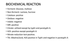 BIOCHEMICAL REACTION
• Ferment: Glucose, maltose
• Non-ferment: Lactose, Sucrose
• Catalase: positive
• Oxidase: negative
• Indole: negative
• MR: positive
• Citrate: utilized except by typhi and paratyphi A.
• H2S: positive except paratyphi A
• Nitrate reduction test positive.
• TSI: Alkaline/acid, H2S positive in Typhi and negative in paratyphi A
 