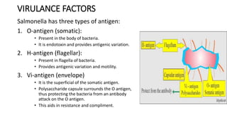 VIRULANCE FACTORS
Salmonella has three types of antigen:
1. O-antigen (somatic):
• Present in the body of bacteria.
• It is endotoxin and provides antigenic variation.
2. H-antigen (flagellar):
• Present in flagella of bacteria.
• Provides antigenic variation and motility.
3. Vi-antigen (envelope)
• It is the superficial of the somatic antigen.
• Polysaccharide capsule surrounds the O antigen,
thus protecting the bacteria from an antibody
attack on the O antigen.
• This aids in resistance and compliment.
 