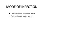 MODE OF INFECTION
• Contaminated food and meat
• Contaminated water supply
 