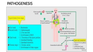 PATHOGENESIS
 