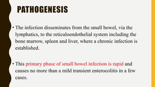 PATHOGENESIS
• The infection disseminates from the small bowel, via the
lymphatics, to the reticuloendothelial system including the
bone marrow, spleen and liver, where a chronic infection is
established.
• This primary phase of small bowel infection is rapid and
causes no more than a mild transient enterocolitis in a few
cases.
 