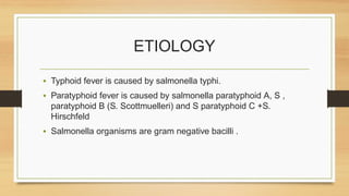ETIOLOGY
• Typhoid fever is caused by salmonella typhi.
• Paratyphoid fever is caused by salmonella paratyphoid A, S ,
paratyphoid B (S. Scottmuelleri) and S paratyphoid C +S.
Hirschfeld
• Salmonella organisms are gram negative bacilli .
 