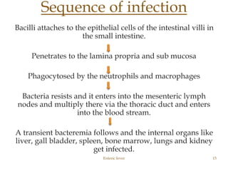 Bacilli attaches to the epithelial cells of the intestinal villi in
the small intestine.
Penetrates to the lamina propria and sub mucosa
Phagocytosed by the neutrophils and macrophages
Bacteria resists and it enters into the mesenteric lymph
nodes and multiply there via the thoracic duct and enters
into the blood stream.
A transient bacteremia follows and the internal organs like
liver, gall bladder, spleen, bone marrow, lungs and kidney
get infected.
Enteric fever 15
Sequence of infection
 