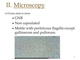  Gram stain is done
GNB
Non capsulated
Motile with peritricous flagella except
gallinarum and pullorum.
Enteric fever 21
II. Microscopy
 