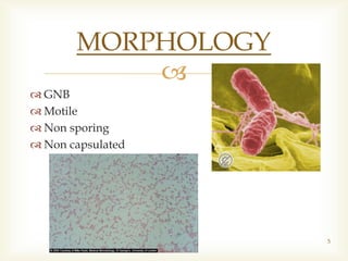 
 GNB
 Motile
 Non sporing
 Non capsulated
Enteric fever 5
MORPHOLOGY
 