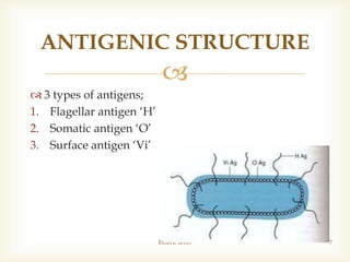 
 3 types of antigens;
1. Flagellar antigen ‘H’
2. Somatic antigen ‘O’
3. Surface antigen ‘Vi’
Enteric fever 7
ANTIGENIC STRUCTURE
 
