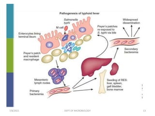 7/8/2021 DEPT OF MICROBIOLOGY 13
 