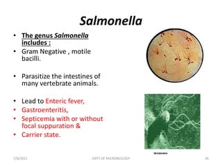 Salmonella
• The genus Salmonella
includes :
• Gram Negative , motile
bacilli.
• Parasitize the intestines of
many vertebrate animals.
• Lead to Enteric fever,
• Gastroenteritis,
• Septicemia with or without
focal suppuration &
• Carrier state.
7/8/2021 DEPT OF MICROBIOLOGY 26
 